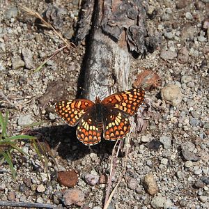 Checkerspot Butterfly