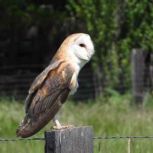 Barn Owl