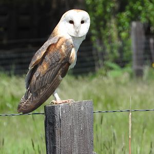 Curious Barn Owl