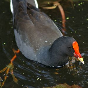 Dusky Moorhen (Gallinula tenebrosa)