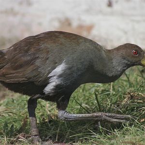 Tasmanian Native Hen (Gallinula [or Tribonyx] mortierii)