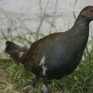Tasmanian Native Hen (Gallinula [or Tribonyx] mortierii)