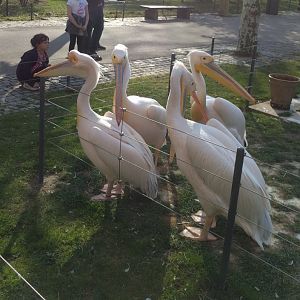 Greater White Pelicans