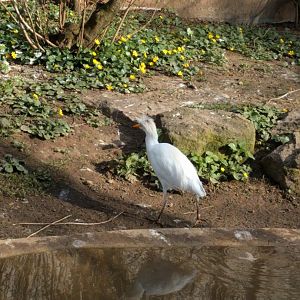 Cattle Egret