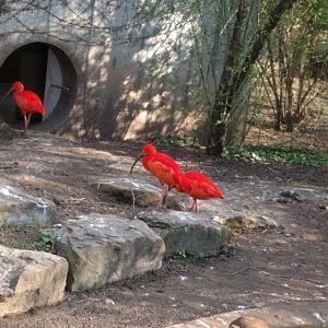 Scarlet Ibis