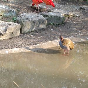 Giant Wood Rail