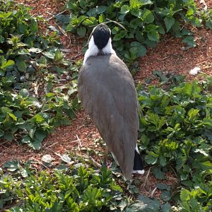 Masked lapwing