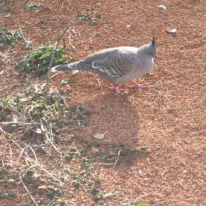 Crested Pigeon