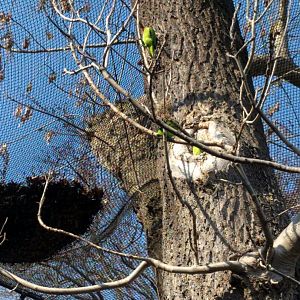 Nests of Blue crowned hanging parrots