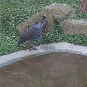 Vulturine Guineafowl
