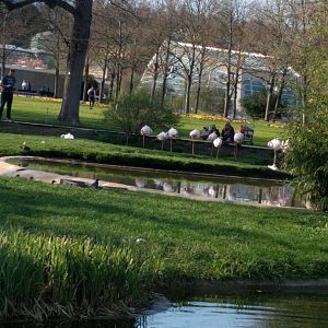 Greater Flamingo Enclosure