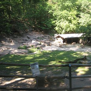 Nürnberg Tiergarten - Barbary sheep exhibit