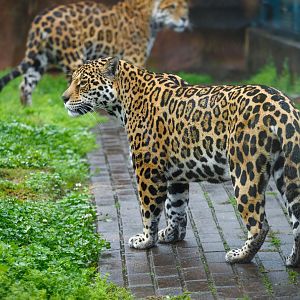 Changsha Ecological Zoo - Jaguar