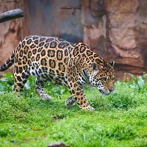 Changsha Ecological Zoo - Jaguar