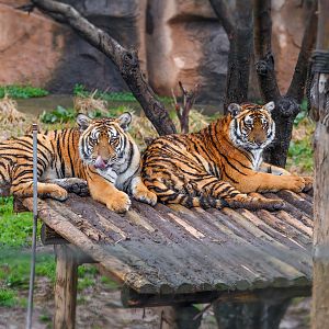 Changsha Ecological Zoo - South China tiger
