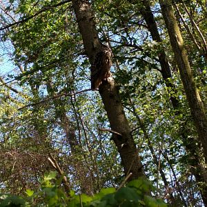 Well Hidden eurasian Eagle owl