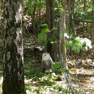 Snowy owl