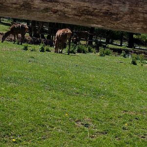 European red Deer Enclosure