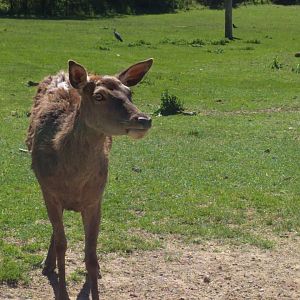 Red Deer
