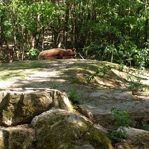 Part of European Brown Bear Enclosure