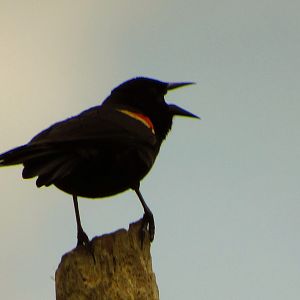 Red-Winged Blackbird