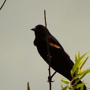 Red-Winged Blackbird