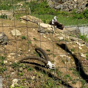 Alpine ibex Skull in Vulture Enclosure