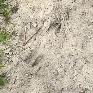 Bison Tracks