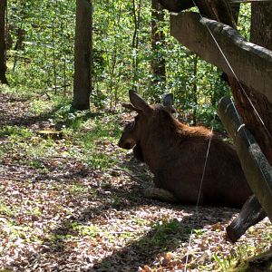 Eurasian Moose
