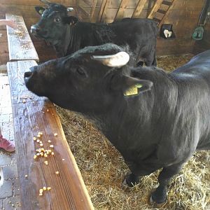 Dahomey dwarf cattle