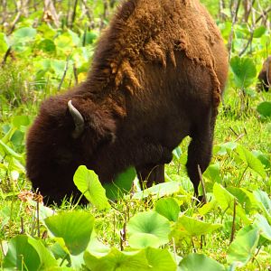 Bison Grazing