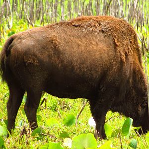Bison Grazing