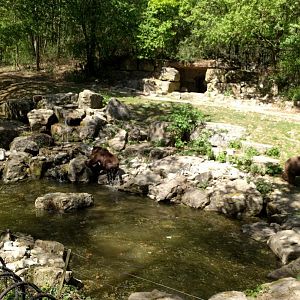 European Brown Bear Enclosure