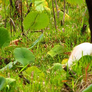 Cattle Egrets
