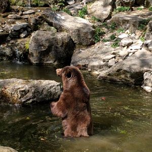 European Brown Bear