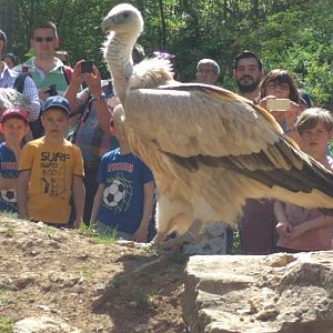 Eurasian Griffin Vulture