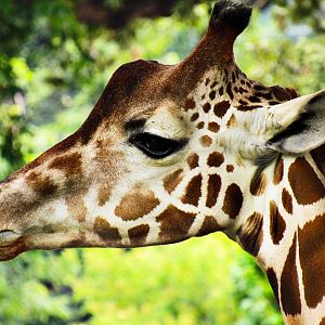 Reticulated Giraffe at Omaha Zoo