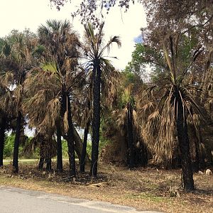 Burned Palm Trees