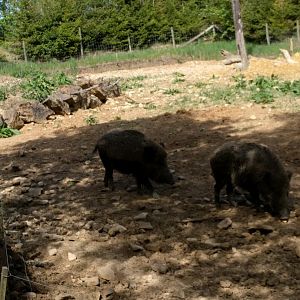 European wild boar