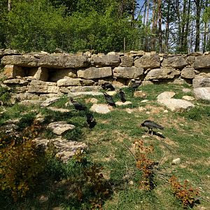 Northern bald ibis Enclosure