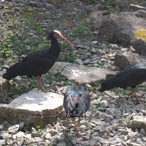 Northern bald ibis