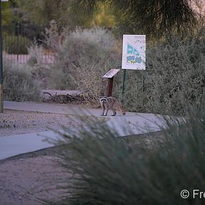 raccoon near entrance