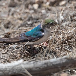 violet green swallow