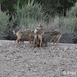 coyotes with pups