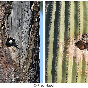 two woodpeckers, one day