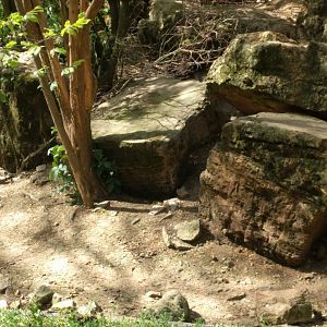 Domestic Ferret and North American racoon Enclosure