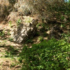 European wild Cat Enclosure