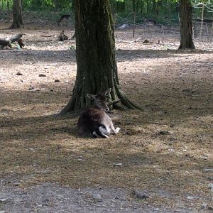 European fallow deer