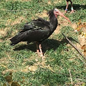Northern Bald ibis