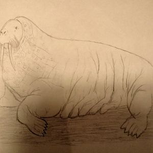 Walrus